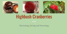 Highbush Cranberries