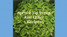 Make Spruce Tip Syrup